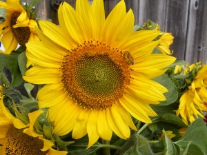 Sunflower